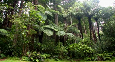 Forest, Taranaki, North Island