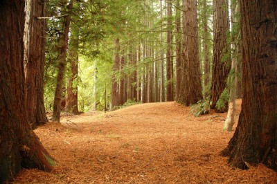 Redwood Forest, Rotorua, North Island