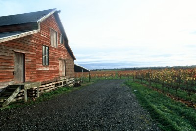 Vineyard, Hawke's Bay , North Island