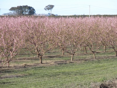 Esk Valley, Napier, North Island
