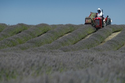 Lavender farm, Hawke's Bay, North Island