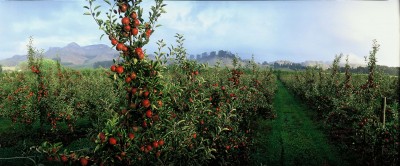 Orchard, Havelock North, North Island
