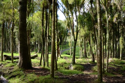 Wheelers farm, Bethells Beach, Auckland, North Island