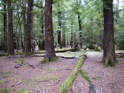Cassells Creek, Arcadia Station, Glenorchy, South Island
