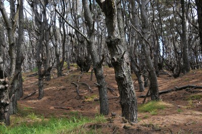 Woodhill Forest, Auckland, North Island