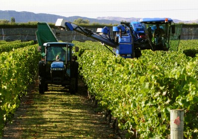 Vineyard, Hawke's Bay, North Island