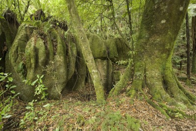 Mangapohue Limestone, Waitomo, North Island