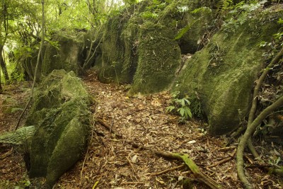 Mangapohue Limestone, Waitomo, North Island