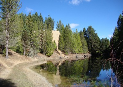 Naseby Forest, South Island