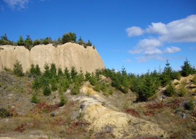 Naseby Forest, South Island