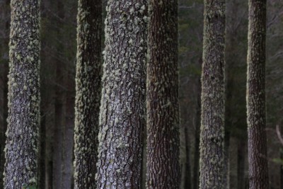 Trees near Turangi, Manawatu-Whanganui, North Island