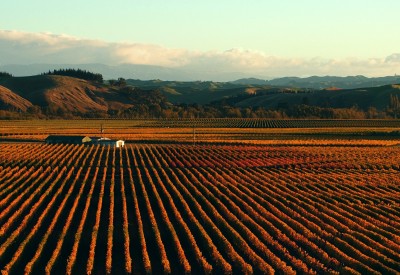 Trinity Hill Vineyard, Napier, North Island