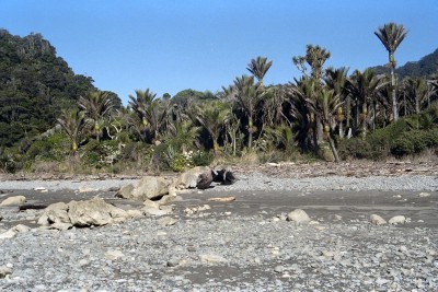 Nikau palms near Greymouth, West Coast, South Island