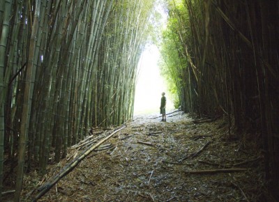 Bamboo Farm, Auckland