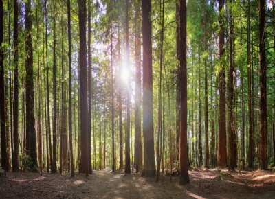 Redwoods, Rotorua