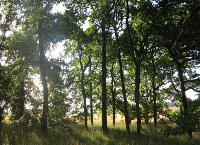 Racecourse Hill Forest, Canterbury