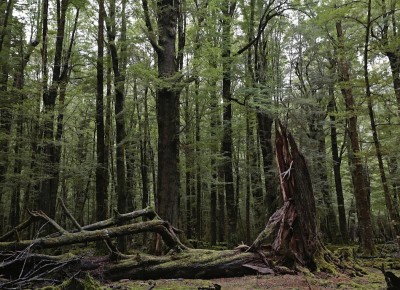 Arcadia Forest, Otago