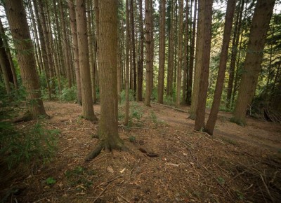 Redwoods, Otago