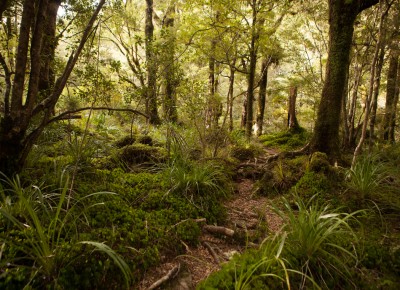 Mt Holdsworth, Wellington