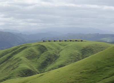 Wrights Hill, Wellington